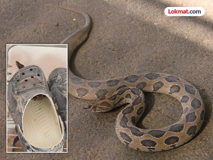 Russell Viper was sitting in a shoe; luckily he was saved by being spotted | रसेल वायपर बसला होता चपलेत ठाण मांडून; सुदैवाने नजरेस पडल्याने वाचला जीव Russell Viper was sitting in a shoe; luckily he was saved by being spotted | रसेल वायपर बसला होता चपलेत ठाण मांडून; सुदैवाने नजरेस पडल्याने वाचला जीव