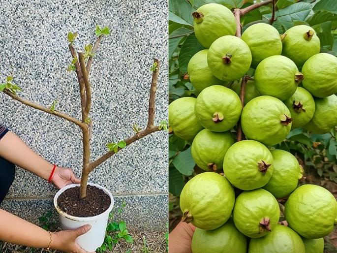 How To Grow Guava Plant In Pot At Home : How To Grow Guava Fruit In Pot in Just 20 Rupees | छोट्याशा कुंडीत लावलेल्या पेरुच्या झाडालाही येतील भरपूर पेरु, खर्च २० रुपये-पेरु खा मनसोक्त