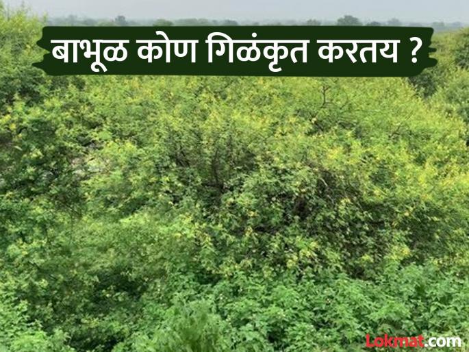 Acacia forests in Vidarbha-Marathwada swallowed up; Objections to the Revenue Department, Supreme Court order flouted | विदर्भ-मराठवाड्यातील बाभूळ वन गिळंकृत; महसूल विभागावर आक्षेप, सर्वोच्च न्यायालयाचा आदेश पायदळी