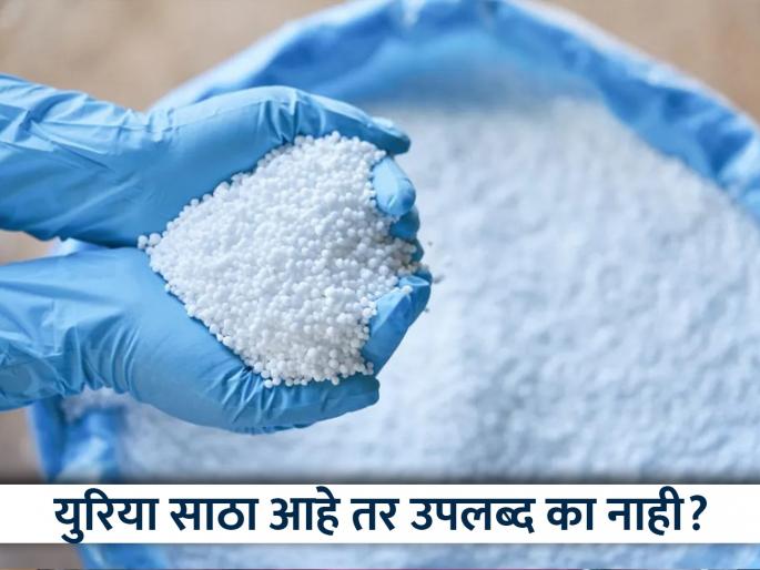 Where did urea go? Farmers distrust the claims of the Agriculture Department! | युरिया कुठं गेला? कृषी विभागाच्या दाव्यांवर शेतकऱ्यांचा अविश्वास ! Where did urea go? Farmers distrust the claims of the Agriculture Department! | युरिया कुठं गेला? कृषी विभागाच्या दाव्यांवर शेतकऱ्यांचा अविश्वास !