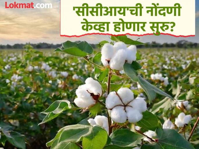 The Centre's policy will cost the farmers dearly! Cotton procurement on 'CCI' will start from October 15 | केंद्राचे धोरण शेतकऱ्याला पडणार महागात ! 'सीसीआय'वर कापसाची खरेदी १५ ऑक्टोबरपासून होणार सुरू