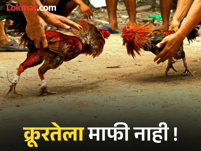 Cockfighting incident, 92 accused! Police crackdown leaves police station without enough space | कोंबड्यांची कुश्ती रंगली, ९२ जण आरोपी ! पोलिसांच्या धडक कारवाईत ठाण्यात जागाही पडली अपुरी