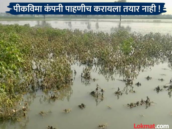 Crop insurance company representatives did not turn up! How to repay the loan while bearing the brunt of heavy rain? | पीक विमा कंपनीचे प्रतिनिधी फिरकले नाहीत ! अतिवृष्टीचा फटका सोसत कशी करावी कर्जाची परतफेड? Crop insurance company representatives did not turn up! How to repay the loan while bearing the brunt of heavy rain? | पीक विमा कंपनीचे प्रतिनिधी फिरकले नाहीत ! अतिवृष्टीचा फटका सोसत कशी करावी कर्जाची परतफेड?