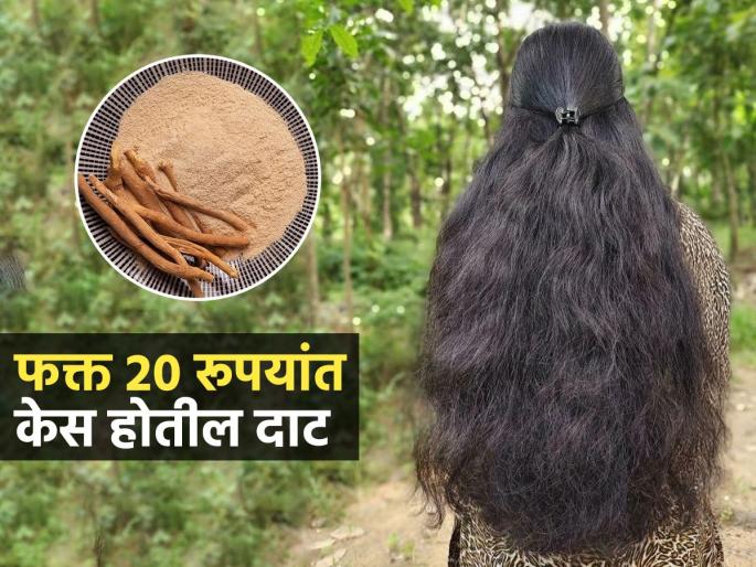 Ashwnagandha Hair Tonic For Hairs Long And Strong Hairs An Only 20 Rs | केस विंचरताना मोठीच्या मोठी गुंतवळ हातात येते? २० रुपयांत करा ‘असे’ हेअर टॉनिक, केस होतील दाट