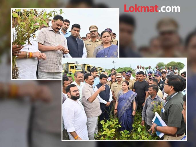 Heavy rains in two talukas of Chandrapur cause damage to five thousand farmers; Ministers and public representatives visit dam for inspection | चंद्रपूरमध्ये दोन तालुक्यात अतिवृष्टीने पाच हजार शेतकऱ्यांचे नुकसान; मंत्र्यांसह लोकप्रतिनिधी पाहणीसाठी बांधावर