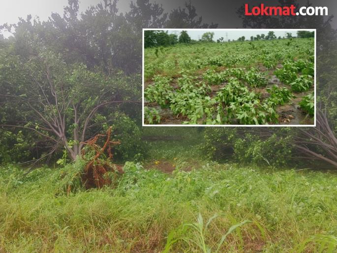 Citrus trees uprooted, cotton flowers mixed with soil; Heavy rains create an unsightly sight in the villages | मोसंबी मुळासकट उखडले, कापसाची फुले मातीत मिसळले; अतिवृष्टीमुळे गावांकडे न बघवणारे चित्र