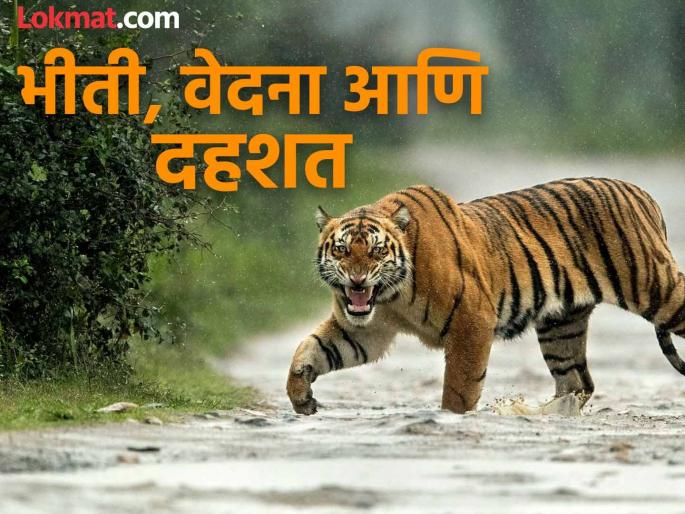 Going to work in the fields, even letting children play in the yard is life-threatening.. The terror of tigers has not ended in 'this' district of East Vidarbha | शेतात कामाला जाणे, अंगणात चिमुकल्यांना खेळू देणेही जीवाला बेतणारे.. पूर्व विदर्भातील 'या' जिल्ह्यात वाघांची दहशत संपेना Going to work in the fields, even letting children play in the yard is life-threatening.. The terror of tigers has not ended in 'this' district of East Vidarbha | शेतात कामाला जाणे, अंगणात चिमुकल्यांना खेळू देणेही जीवाला बेतणारे.. पूर्व विदर्भातील 'या' जिल्ह्यात वाघांची दहशत संपेना