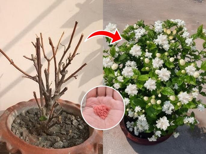 Gardening Experts Shared 2 Cheap Fertilizer To Get More Flowers And Growth Faster From Mogra Plant | मोगऱ्याच्या कुंडीत फक्त काड्याच दिसतात? कुंडीत 'हा' पदार्थ घाला; एकावेळी भरपूर ताजी फुलं येतील