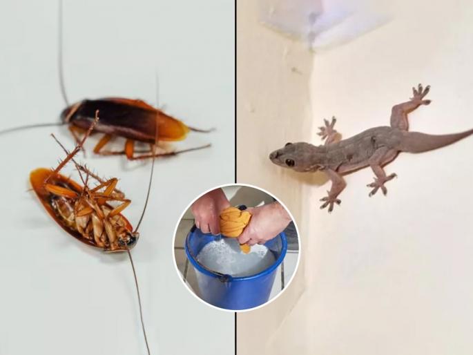 3 Things To Add Mop Water To Get Rid Of Lizards And Cockroaches | लादी पुसण्याच्या पाण्यात 3 पदार्थ मिसळा; झुरळं-पाली होतील गायब-पेस्ट कंट्रोलपेक्षा प्रभावी उपाय