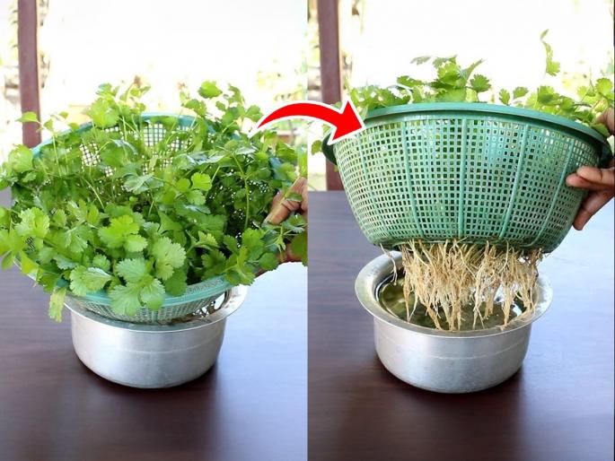 How To Grow Coriander At Home : How To Grow Coriander in Home Step By Step Guide | घरीच छोट्या टोपलीत लावा कोथिंबीरीचं रोप; कमी जागेत ताजी, हिरवीगार कोथिंबीर भराभर वाढेल