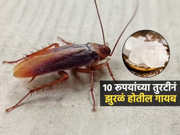 Secret Trick To Get Rid Of Cockroaches naturally in overnight from house Using Alum | किचन-कपाटांत छोट्या झुरळांचा सुळसुळाट? १० रूपयांच्या तुरटीचा १ उपाय, झुरळं गायब