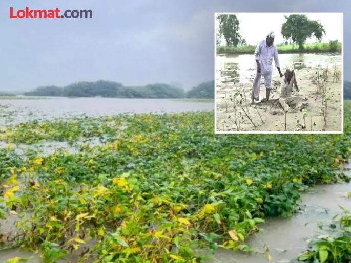 14 talukas of Chandrapur included in the relief package for heavy rain-affected districts of the state | राज्यातील अतिवृष्टीग्रस्त जिल्ह्यांतील मदत पॅकेजमध्ये चंद्रपूरमधील १४ तालुक्यांचा समावेश 14 talukas of Chandrapur included in the relief package for heavy rain-affected districts of the state | राज्यातील अतिवृष्टीग्रस्त जिल्ह्यांतील मदत पॅकेजमध्ये चंद्रपूरमधील १४ तालुक्यांचा समावेश