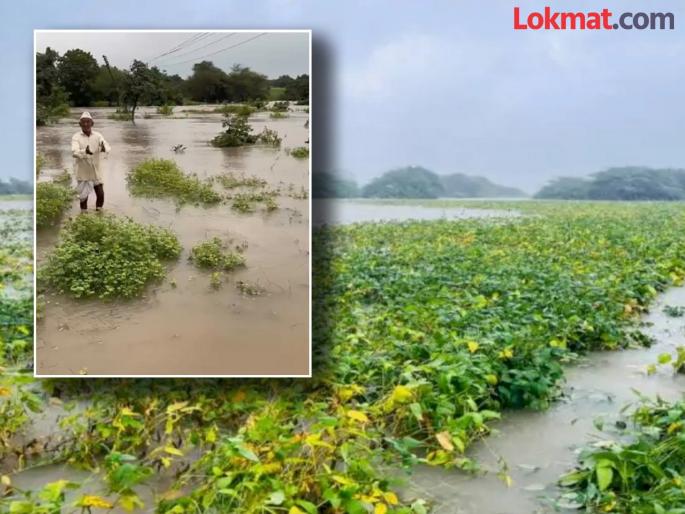 Twelve talukas of Gadchiroli district declared disaster affected! Farmers get relief | गडचिरोली जिल्ह्यातील बाराही तालुके आपत्तीग्रस्त घोषित ! शेतकऱ्यांना मिळाला दिलासा