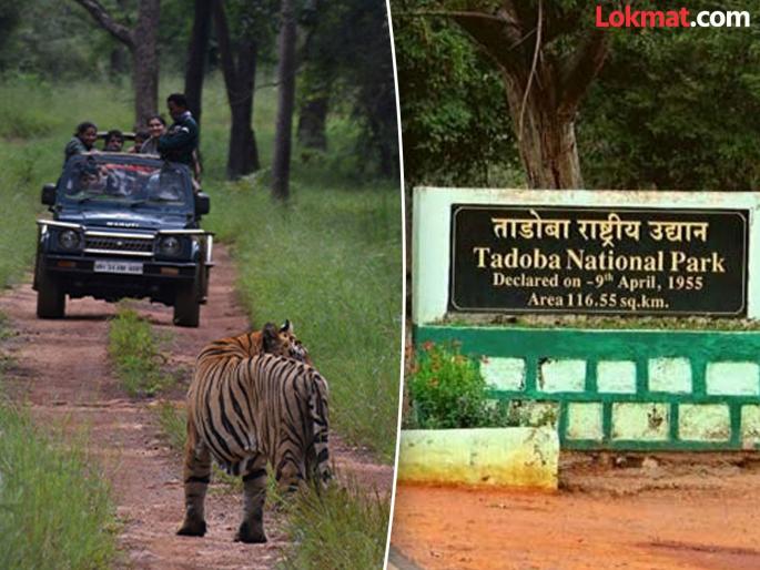 Why did the villagers close the tourist gate of Tadoba? The villages suffered for years, finally the outcry was expressed to the world | ग्रामस्थांनी का बंद पाडले ताडोबाचे पर्यटन गेट? गावे वर्षानुवर्षे सोसत राहिली, अखेर आक्रोश जगासमोर Why did the villagers close the tourist gate of Tadoba? The villages suffered for years, finally the outcry was expressed to the world | ग्रामस्थांनी का बंद पाडले ताडोबाचे पर्यटन गेट? गावे वर्षानुवर्षे सोसत राहिली, अखेर आक्रोश जगासमोर