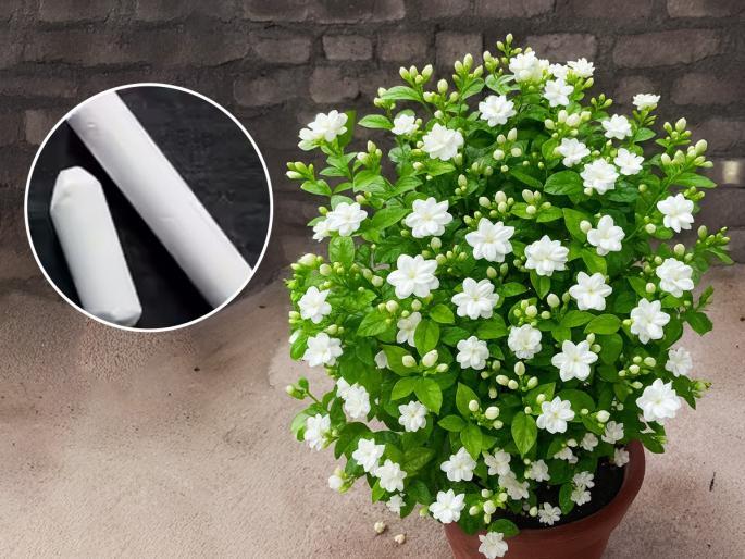 The Mogra plant does not flower Use 5 rupees worth of chalk like this The Mogra plant will bloom | मोगऱ्याच्या रोपाला फुलं येतच नाहीत; ५ रूपयांच्या खडूचा असा वापर; मोगऱ्यानं बहरेल रोप