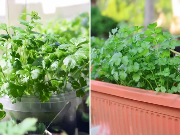Grow Fresh Coriander at Home in Just 5 Days Gardener's Top Tips for Quick Harvest | ५ दिवसांत घरातल्या कुंडीत उगवेल हिरवीगार कोथिंबीर; सोपी पद्धत, ताजी कोथिंबीर घरीच मिळेल