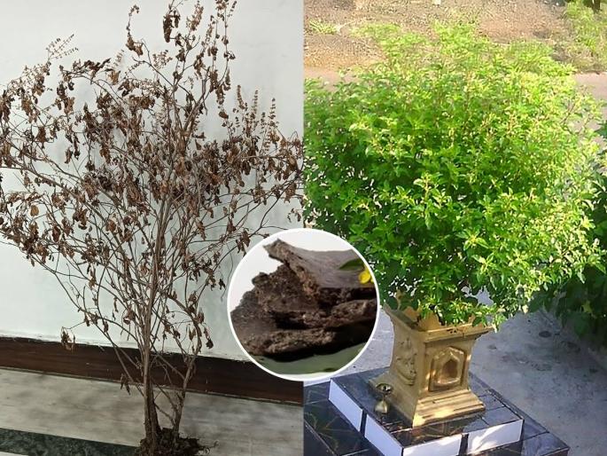 How To Grow Tulsi Plant At Home : Follow this remedy Tulsi will bloom with abundant leaves | तुळशीला काड्याच खूप-पानं सुकतात? १० रूपयांचा १ उपाय करा, भरगच्च पानांनी बहरेल तुळस How To Grow Tulsi Plant At Home : Follow this remedy Tulsi will bloom with abundant leaves | तुळशीला काड्याच खूप-पानं सुकतात? १० रूपयांचा १ उपाय करा, भरगच्च पानांनी बहरेल तुळस