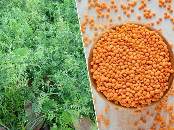 Lentils are a treasure trove of nutrition - masoor dal is a must have food for proteins | मसूर डाळ म्हणजे पोषणाचा खजिनाच - १-२ नाही तर अनेक पोषण तत्वांनी भरलेली डाळ आहारात नक्की असावी