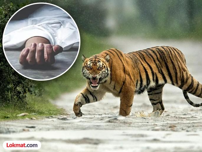 Tiger takes farmer's life; cattle also unsafe, atmosphere of fear in Gondpipri taluka | Chandrapur Tiger Attack: वाघाने घेतला शेतकऱ्याचा जीव; गुरे-ढोरेही असुरक्षित, गोंडपिपरी तालुक्यात भीतीचे वातावरण Tiger takes farmer's life; cattle also unsafe, atmosphere of fear in Gondpipri taluka | Chandrapur Tiger Attack: वाघाने घेतला शेतकऱ्याचा जीव; गुरे-ढोरेही असुरक्षित, गोंडपिपरी तालुक्यात भीतीचे वातावरण