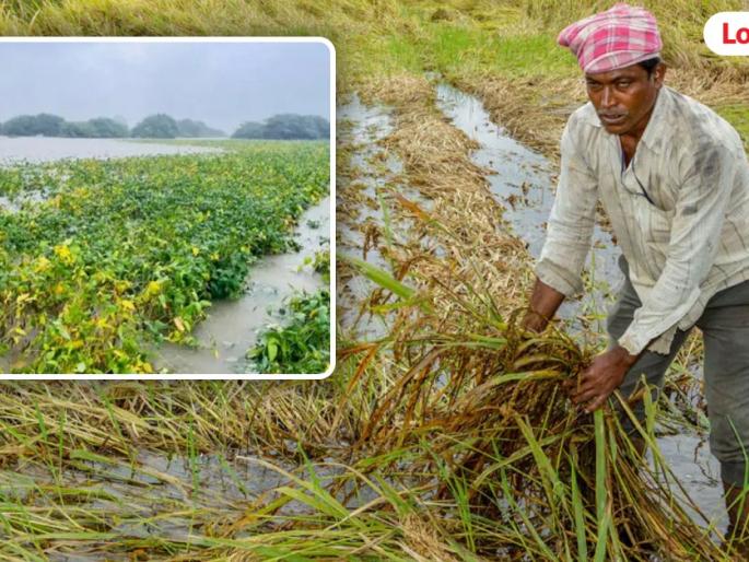 Light the lamp of prosperity in the homes of farmers, do not limit it to 2 hectares while providing assistance | शेतकऱ्यांच्या घरात समृद्धीचा दिवा पेटवा, मदत देताना २ हेक्टरपर्यंत मर्यादा नकोच Light the lamp of prosperity in the homes of farmers, do not limit it to 2 hectares while providing assistance | शेतकऱ्यांच्या घरात समृद्धीचा दिवा पेटवा, मदत देताना २ हेक्टरपर्यंत मर्यादा नकोच