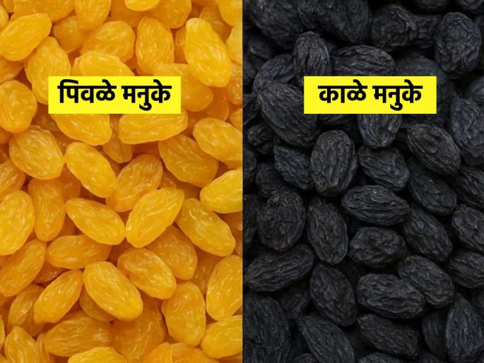 Golden Raisins Vs Black Raisins Nutritional Value Which color Raisins Are Healthiest Know From Experts | मनुका की बेदाणे- काय खाणं तब्येतीसाठी जास्त फायद्याचं? पाहा मनुका-बदाम खाण्याची योग्य वेळ आणि प्रमाण