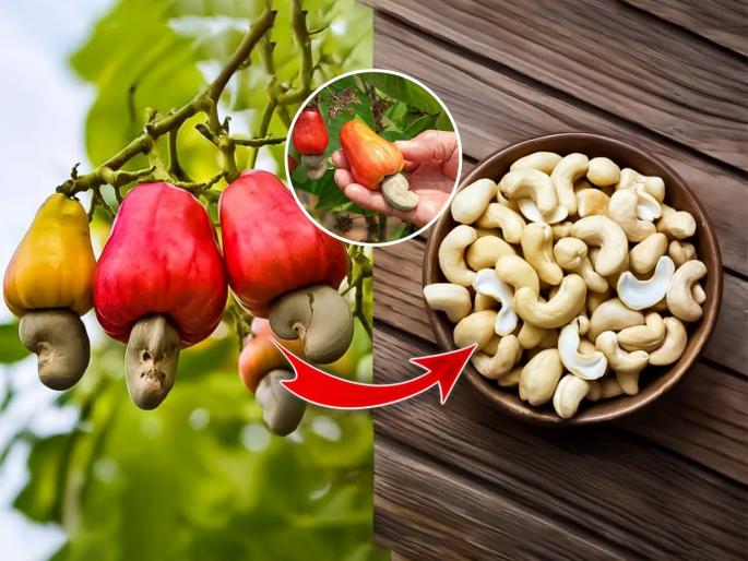 How To Grow Cashew Plant At Home : Step by Step Method To Grow Cashew Plant At Home | घरीच कमी जागेत लावा काजूचं रोप; रोप वाढवण्याच्या ५ स्टेप्स, रोपाला भरपूर काजू लागतील How To Grow Cashew Plant At Home : Step by Step Method To Grow Cashew Plant At Home | घरीच कमी जागेत लावा काजूचं रोप; रोप वाढवण्याच्या ५ स्टेप्स, रोपाला भरपूर काजू लागतील