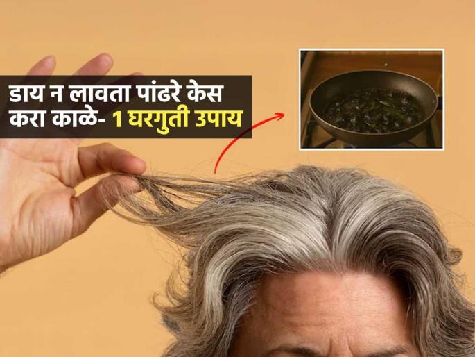 Grey Hairs Remedies : Doctor Saleem Zaidi Ayurvedic Oil Which Make White Hairs Black From Roots | Grey Hair Remedies : केस पिकलेत? मेंहेदी- डाय लावणं विसरा! पाहा घरगुती तेल, ७ दिवसात केस काळे Grey Hairs Remedies : Doctor Saleem Zaidi Ayurvedic Oil Which Make White Hairs Black From Roots | Grey Hair Remedies : केस पिकलेत? मेंहेदी- डाय लावणं विसरा! पाहा घरगुती तेल, ७ दिवसात केस काळे