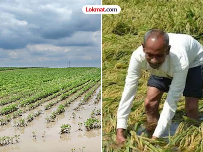 Should have received 50 thousand, only eight came in the account! Rain-affected farmers angry over less compensation | मिळायला हवे होते ५० हजार, खात्यात आले फक्त आठ ! अतिवृष्टीग्रस्त शेतकऱ्यांमध्ये भरपाई कमी मिळाल्याने संताप