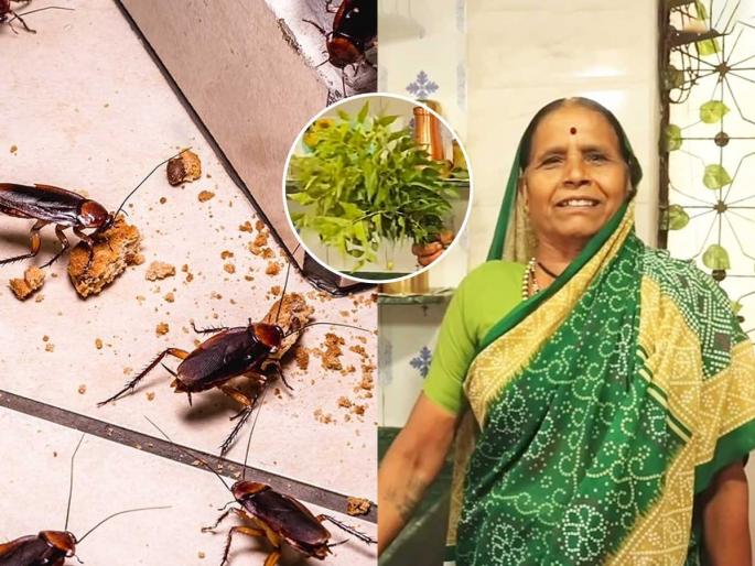Suman Dhamne Shared Secret Tricks To Get Rid Of Cockroaches Naturally  | घरात कायम झुरळं फिरतात? करा १ खास उपाय, घरातली सगळी झुरळं होतील गायब काही मिनिटांत