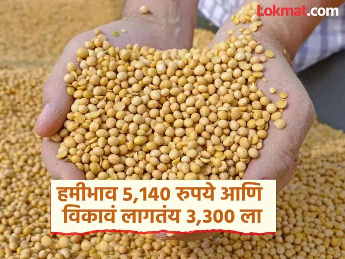 Soybean price only Rs 3,300; Heavy rains, no guaranteed price, farmers desperate due to government apathy | सोयाबीनला भाव केवळ ३,३०० रुपये; अतिवृष्टी, हमीभाव मिळेना, सरकारी उदासीनतेमुळे शेतकरी हतबल Soybean price only Rs 3,300; Heavy rains, no guaranteed price, farmers desperate due to government apathy | सोयाबीनला भाव केवळ ३,३०० रुपये; अतिवृष्टी, हमीभाव मिळेना, सरकारी उदासीनतेमुळे शेतकरी हतबल