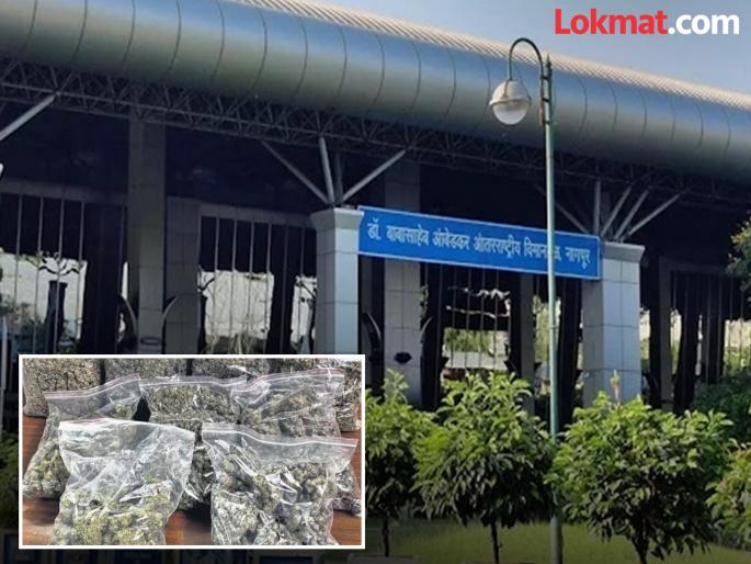 'Hydroponic' drugs worth Rs 5 crore seized at Nagpur airport | नागपूर विमानतळावर ५ कोटींचे 'हायड्रोपोनिक' ड्रग्ज केले जप्त