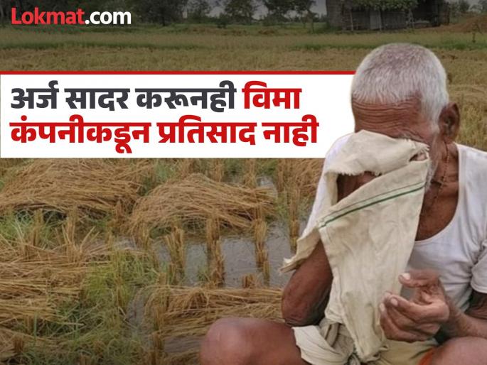 Paddy crop damaged, but no crop insurance! Farmers' anger is growing | धानपिकाचे नुकसान, मात्र पीकविमा मिळेना ! शेतकऱ्यांचा वाढतोय रोष Paddy crop damaged, but no crop insurance! Farmers' anger is growing | धानपिकाचे नुकसान, मात्र पीकविमा मिळेना ! शेतकऱ्यांचा वाढतोय रोष