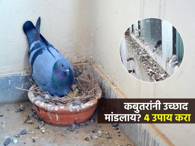 How To Get Rid Of Pigeons In Balcony : How To Get Rid Of Pigeons In Balcony Naturally | बाल्कनीत सतत कबुतरं शिरतात-घाण करतात? ५ उपाय, एकही कबुतर फिरकणार नाही How To Get Rid Of Pigeons In Balcony : How To Get Rid Of Pigeons In Balcony Naturally | बाल्कनीत सतत कबुतरं शिरतात-घाण करतात? ५ उपाय, एकही कबुतर फिरकणार नाही