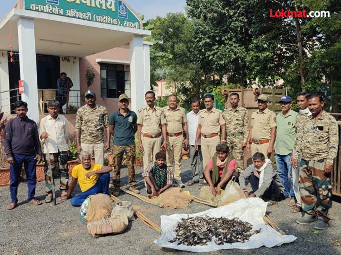 As many as 225 rare birds killed during Bird Week! Four arrested; Action taken by Savli Forest Department | पक्षी सप्ताहातच तब्बल २२५ दुर्मिळ पक्ष्यांची कत्तल ! चौघांना अटक ; सावली वनविभागाची कारवाई As many as 225 rare birds killed during Bird Week! Four arrested; Action taken by Savli Forest Department | पक्षी सप्ताहातच तब्बल २२५ दुर्मिळ पक्ष्यांची कत्तल ! चौघांना अटक ; सावली वनविभागाची कारवाई