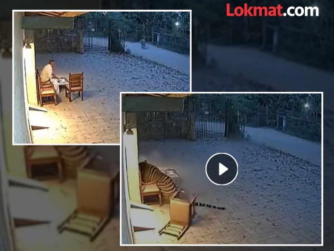 Viral Video: A tiger comes and grabs that man in its jaws and runs away... What is the truth behind 'that' viral video from Chandrapur Forest Department? | Viral Video : वाघ येताे अन त्या इसमाला जबड्यात पकडून पळून जाताे... चंद्रपूर वनविभागातील 'त्या' वायरल व्हिडिओचे सत्य काय? Viral Video: A tiger comes and grabs that man in its jaws and runs away... What is the truth behind 'that' viral video from Chandrapur Forest Department? | Viral Video : वाघ येताे अन त्या इसमाला जबड्यात पकडून पळून जाताे... चंद्रपूर वनविभागातील 'त्या' वायरल व्हिडिओचे सत्य काय?