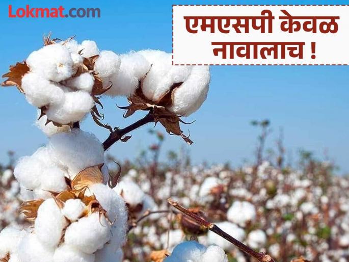 MSP in name only! CCI purchases 95% of its cotton at a lower price | एमएसपी केवळ नावालाच ! सीसीआयची ९५% कापूस खरेदी कमी दरात