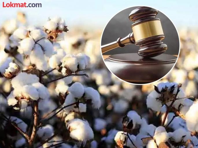 'The system itself forces farmers to protest' High Court expresses displeasure over cotton procurement process | 'व्यवस्थाच शेतकऱ्यांना आंदोलन करण्यास भाग पाडते' हायकोर्टाने कापूस खरेदी प्रक्रियेवर केली नाराजी व्यक्त