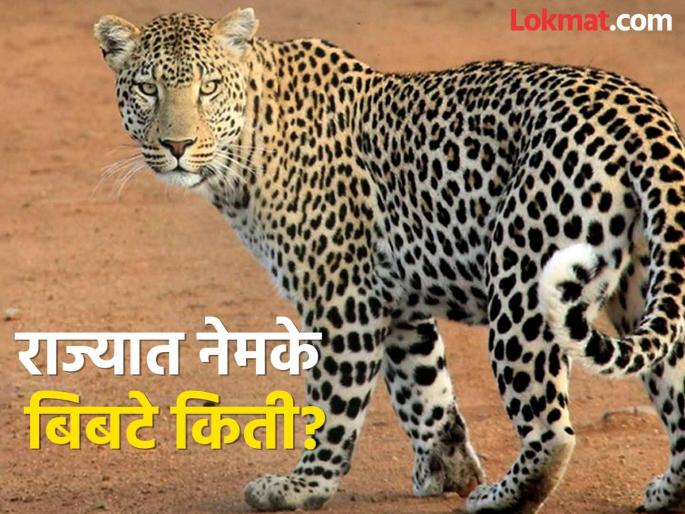 How many leopards are there in the state? It is a challenge for the forest department to provide accurate statistics. | राज्यात नेमके बिबटे किती? वनविभागासाठी अचूक आकडेवारी सांगणे आव्हान How many leopards are there in the state? It is a challenge for the forest department to provide accurate statistics. | राज्यात नेमके बिबटे किती? वनविभागासाठी अचूक आकडेवारी सांगणे आव्हान