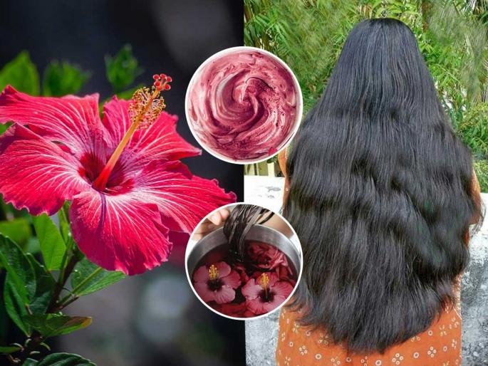 Hibiscus For Hair Care : How To Use Hibiscus On Hairs Hibiscus Benefits For Hairs | रोज गळून केस पातळ झालेत? १० रूपयांच्या जास्वंदाचा १ उपाय करा, दाट-लांबसडक होतील केस Hibiscus For Hair Care : How To Use Hibiscus On Hairs Hibiscus Benefits For Hairs | रोज गळून केस पातळ झालेत? १० रूपयांच्या जास्वंदाचा १ उपाय करा, दाट-लांबसडक होतील केस