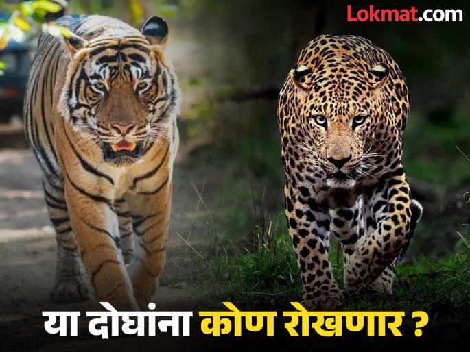 Terror of tigers and leopards in 25 districts of the state; What to do about the free movement of leopards? | राज्यातील २५ जिल्ह्यांमध्ये वाघ व बिबट्यांची दहशत; बिबट्यांच्या मुक्त संचारामागे कारणे काय? Terror of tigers and leopards in 25 districts of the state; What to do about the free movement of leopards? | राज्यातील २५ जिल्ह्यांमध्ये वाघ व बिबट्यांची दहशत; बिबट्यांच्या मुक्त संचारामागे कारणे काय?