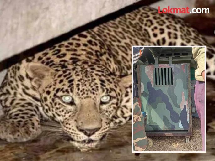 Leopard enters Nagpur! Panic as it enters Hanumannagar in Pardi; Fortunately, it did not attack anyone | नागपुरात शिरला बिबट्या ! पारडीच्या हनुमाननगरात शिरल्याने खळबळ; सुदैवाने कोणावरही नाही केला हल्ला Leopard enters Nagpur! Panic as it enters Hanumannagar in Pardi; Fortunately, it did not attack anyone | नागपुरात शिरला बिबट्या ! पारडीच्या हनुमाननगरात शिरल्याने खळबळ; सुदैवाने कोणावरही नाही केला हल्ला