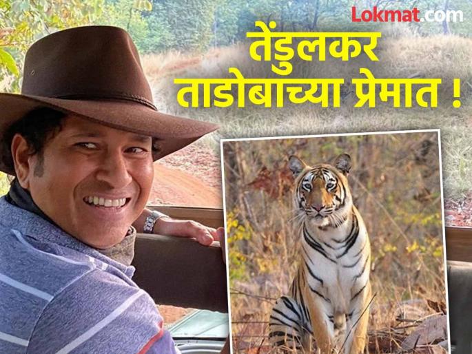 Tendulkar in love with Tadoba! This is the seventh Tadoba safari in five years; Stayed in Tadoba for two days | तेंडुलकर ताडोबाच्या प्रेमात ! पाच वर्षात ही आहे सातव्यांदा ताडोबा सफारी; दोन दिवस ताडोबात मुक्कामी