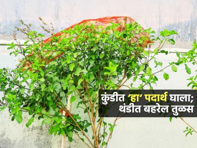 How To Keep Tulsi Plant Healthy : Gardening Tips Essential Tips to Take Care Of Tulsi Plant | तुळस सुकते-पानं काळी पडतात? मातीत १ पदार्थ घाला, जास्त फांद्या फुटतील-डेरेदार होईल तुळस