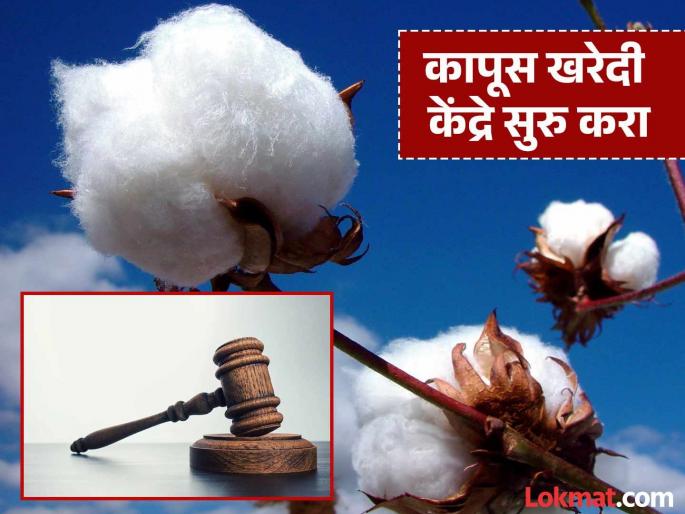 Vidarbha needs 557 cotton procurement centers, but only 89 centers are operational; High Court reprimands Cotton Corporation | विदर्भाला ५५७ कापूस खरेदी केंद्रांची गरज, पण केवळ ८९ केंद्रे सुरू ; हायकोर्टाने कापूस महामंडळाला फटकारले