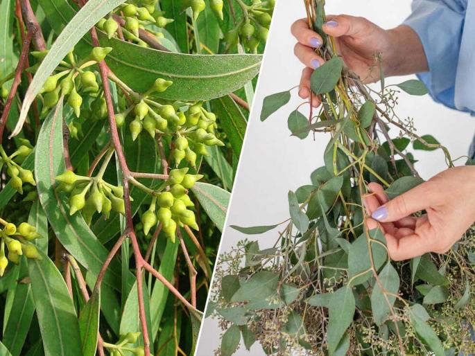 use 2 drops of eucalyptus oil, the fragrance will quickly reduce your daily pain - calm your mind | निलगिरीचे २ थेंब रुमलावार शिंपडा, सुगंध कमी करेल तुमचा दिवसभरातील हा त्रास पटकन - मन शांत