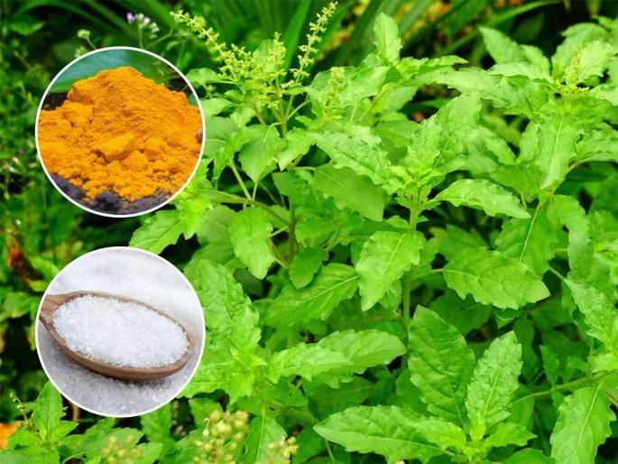 how to take care of tulsi plant in winter season, home hacks for the fast growth of tulasi or basil plant | तुळशीची पानं झडली, नुसत्या काड्याच दिसतात? स्वयंपाक घरातले २ पदार्थ कुंडीत घाला- हिरवीगार होईल