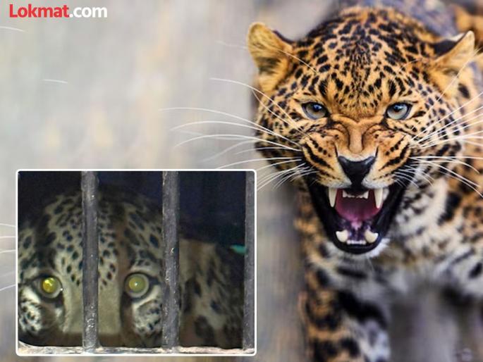 Terror for a month, three women killed! Leopard finally captured after citizens' protest | महिनाभरापासून दहशत, तीन महिलांचा बळी ! नागरिकांच्या आंदोलनानंतर बिबट अखेर जेरबंद Terror for a month, three women killed! Leopard finally captured after citizens' protest | महिनाभरापासून दहशत, तीन महिलांचा बळी ! नागरिकांच्या आंदोलनानंतर बिबट अखेर जेरबंद