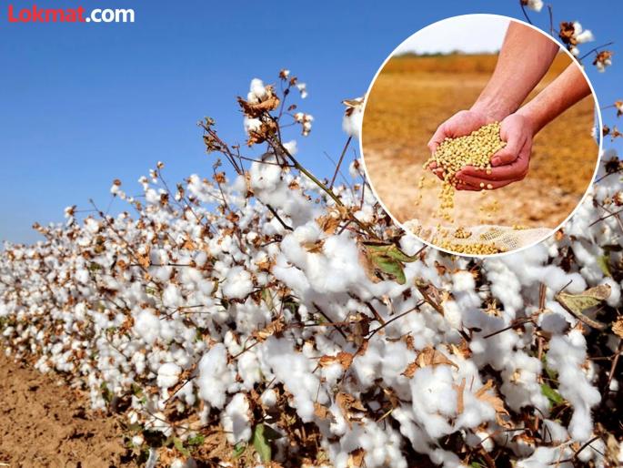 Government purchases less soybeans and cotton for the benefit of traders; Ministers surrounded in the Legislative Assembly | व्यापाऱ्यांच्या हितासाठी सरकारकडून सोयाबीन, कापसाची होते कमी खरेदी; विधानसभेत मंत्र्यांना घेरले