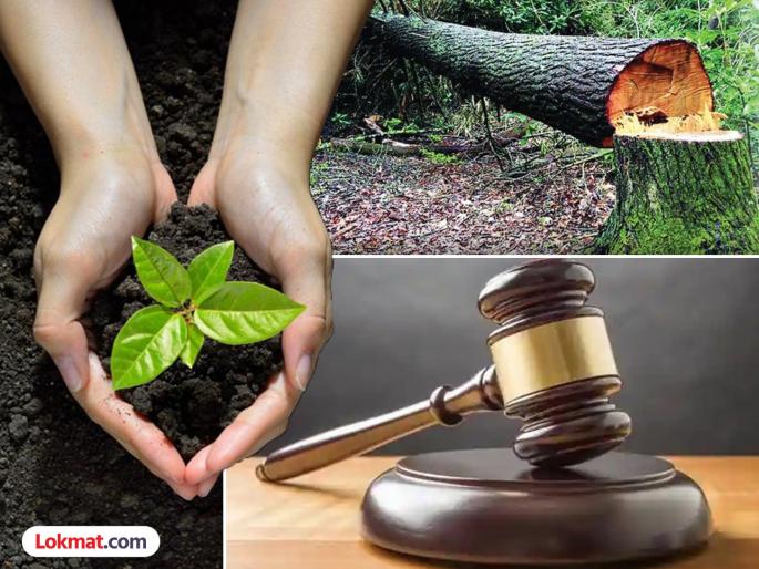 Count the trees planted in compensation for the trees cut down; High Court orders | तोडलेल्या झाडांच्या मोबदल्यात लावलेल्या झाडांची गणना करा; हायकोर्टाने दिले आदेश Count the trees planted in compensation for the trees cut down; High Court orders | तोडलेल्या झाडांच्या मोबदल्यात लावलेल्या झाडांची गणना करा; हायकोर्टाने दिले आदेश