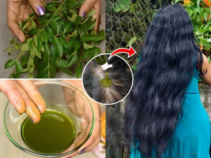 Curry Leaves For Hair Growth : How To Grow Hairs Using Curry Leaves | १० रुपयांचा कढीपत्ता विकत आणून घरी करा केसांसाठी ‘हे’ टॉनिक, केस होतील दाट-सुंदर Curry Leaves For Hair Growth : How To Grow Hairs Using Curry Leaves | १० रुपयांचा कढीपत्ता विकत आणून घरी करा केसांसाठी ‘हे’ टॉनिक, केस होतील दाट-सुंदर